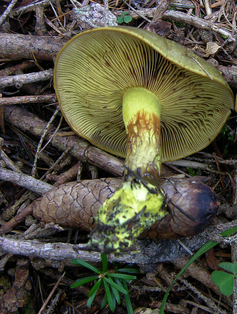 Cortinarius atrovirens Kalchbr